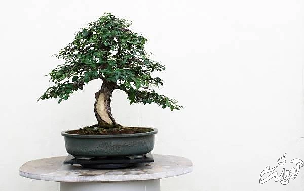 شکل دادن به بن سای کاشت درخت بن سای